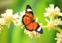 Australian Butterfly Sanctuary