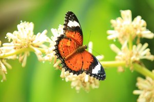 Australian Butterfly Sanctuary