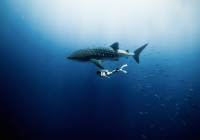 Ocean Film Festival Australia 2018 Ocean Film Festival Australia 2018