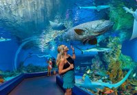 Photo From Cairns Aquarium Photo From Cairns Aquarium